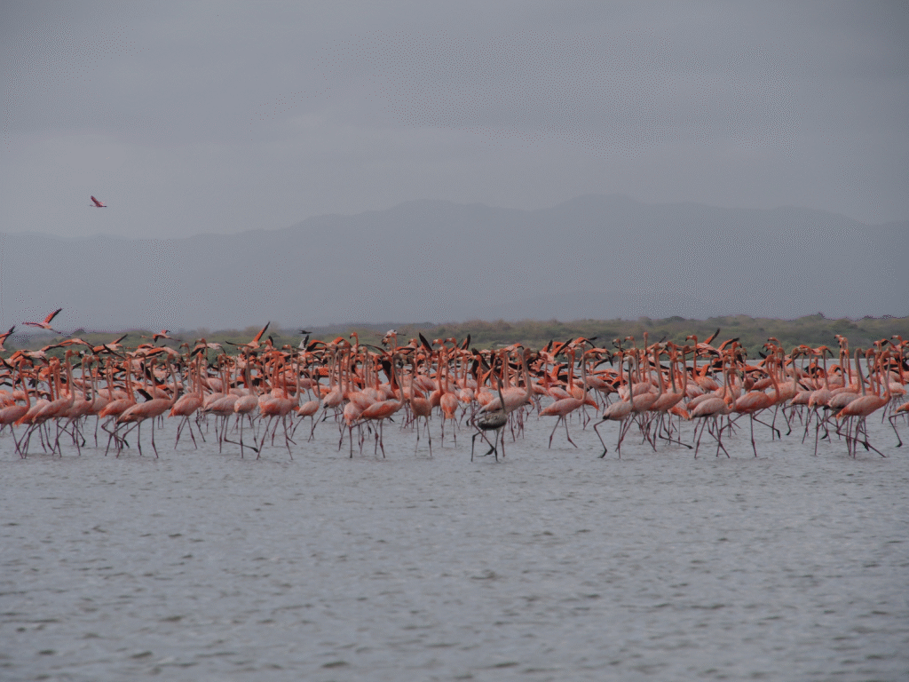 Avistamiento récord de flamencos rosados en el Santuario de Camarones