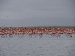 Avistamiento récord de flamencos rosados en el Santuario de Camarones