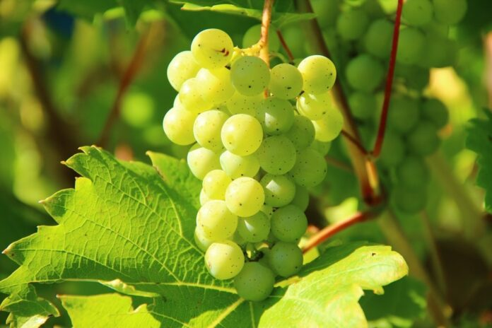 Las uvas están verdes