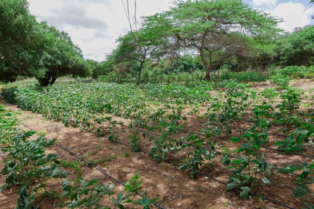 En el Mes Mundial de la Alimentación, la seguridad alimentaria se fortalece desde las prácticas agroecológicas en La Guajira