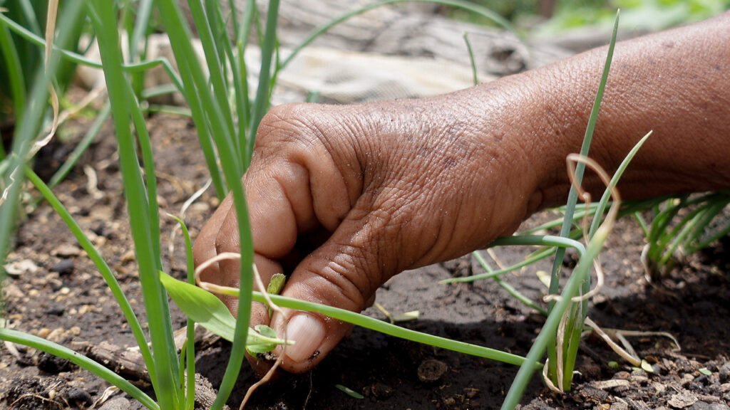 En el Mes Mundial de la Alimentación, la seguridad alimentaria se fortalece desde las prácticas agroecológicas en La Guajira