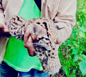 Liberan cachorro de jaguar en la Reserva Natural Protectora Montes de Oca