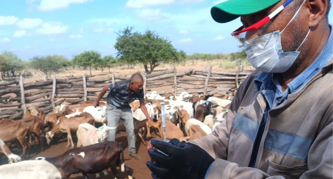 Gobernación de La Guajira fortalece acciones para prevenir el ántrax en comunidades rurales