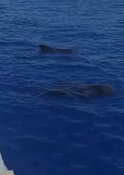 Avistamiento de ballenas piloto y delfines resalta la riqueza marina de La Guajira
