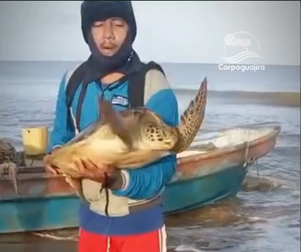 Pescadores de Camarones liberan tortuga verde atrapada en sus redes