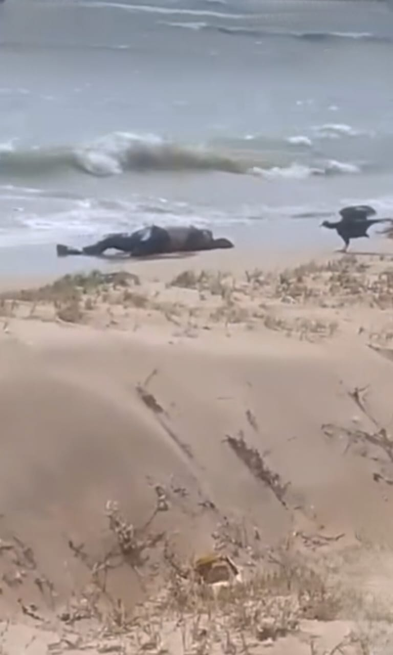Hallan dos cuerpos en la playa de Puerto López, en Uribia