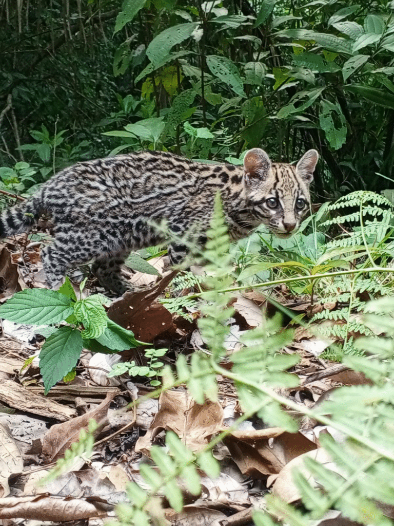 Corpoguajira libera tigrillo en su hábitat natural en Dibulla